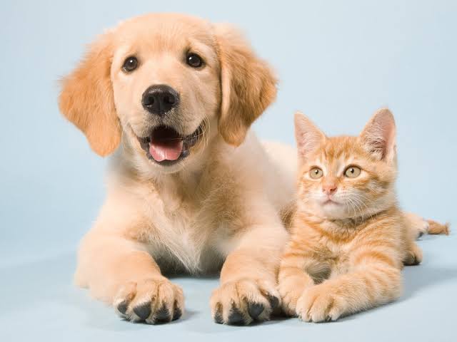 Huisdieren — Pets